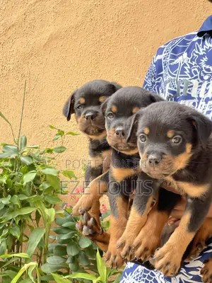 1-3 months Male Purebred Rottweiler