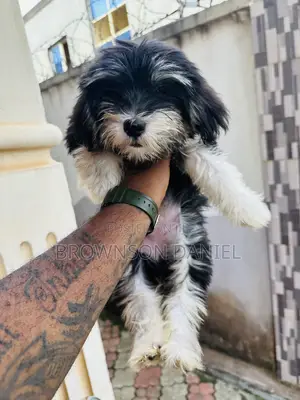 3-6 months Female Purebred Lhasa Apso