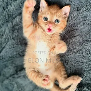 1-3 months Male Purebred American Shorthair