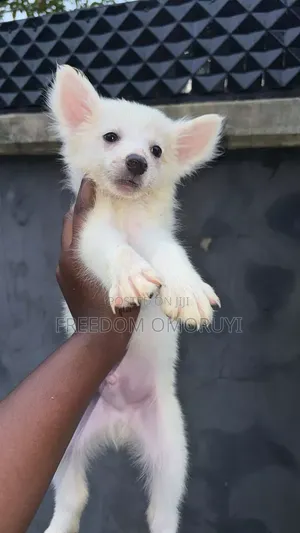 1-3 months Male Purebred American Eskimo