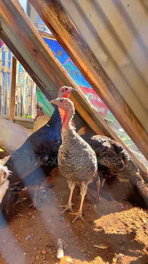 Matured Female Local Turkey