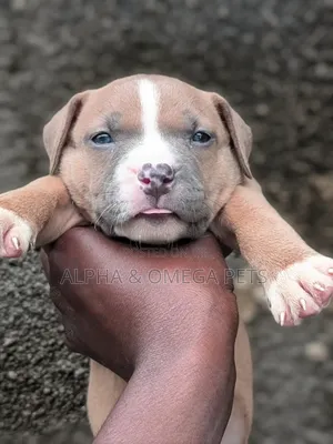 1-3 months Female Purebred American Bully