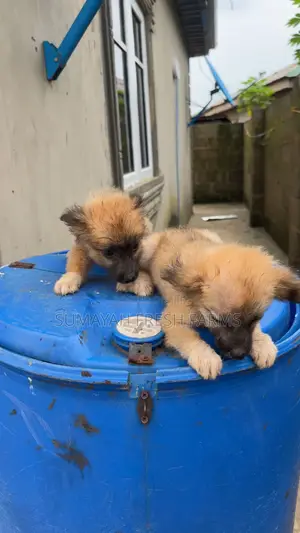 1-3 months Female Purebred German Shepherd