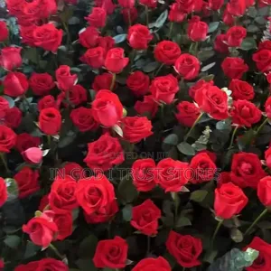 Red Rose Seed