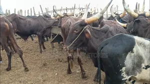 Different Size of Cows Available
