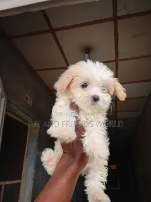 1-3 months Female Purebred Lhasa Apso
