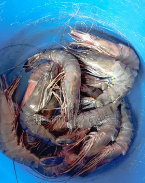 Fresh Premium Prawns for Sale – Sweet, Meaty Affordable!