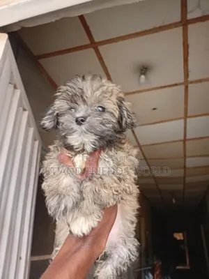 1-3 months Female Purebred Lhasa Apso