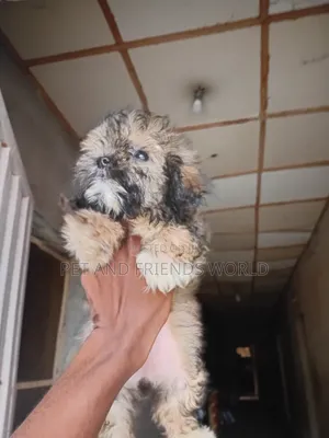1-3 months Female Purebred Lhasa Apso