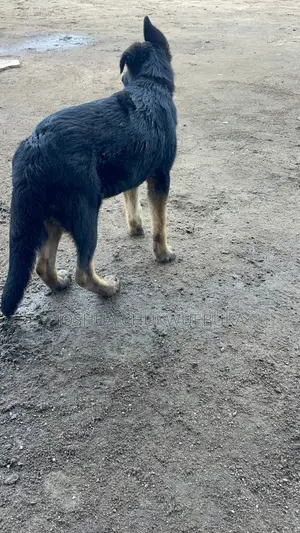 3-6 months Female Purebred German Shepherd