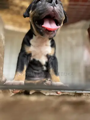 1-3 months Female Purebred American Bully
