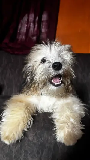 6-12 months Female Purebred Lhasa Apso