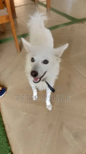 1+ year Female Purebred American Eskimo
