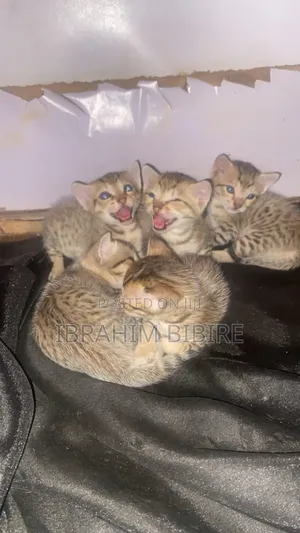 0-1 month Male Purebred Tabby