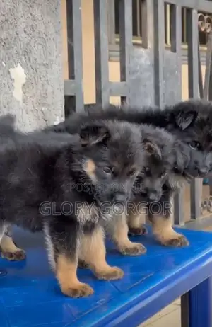 1-3 months Female Purebred German Shepherd