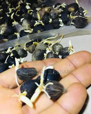 Malasia Sprouted Oil Palm Seedlings