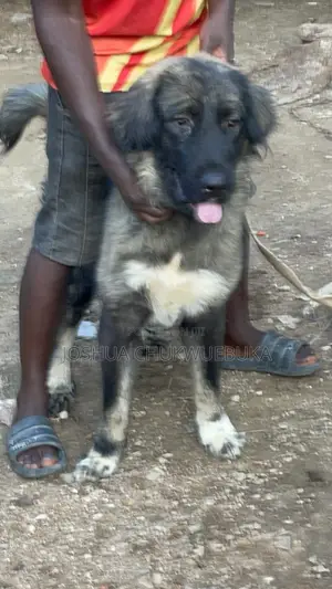6-12 months Male Purebred Caucasian Shepherd