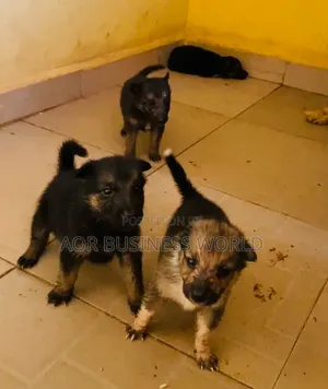 1-3 months Male Purebred German Shepherd