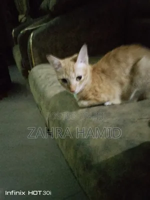 6-12 months Male Purebred Tabby