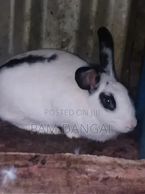 Healthy Spotted Doe Rabbit for Sale