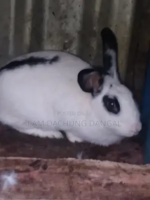 Healthy Spotted Doe Rabbit for Sale