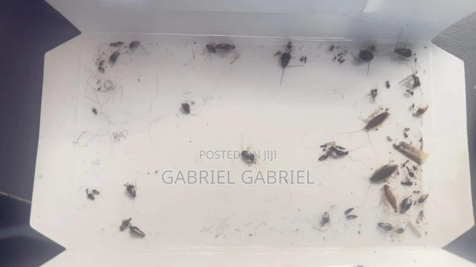 Cockroach Trap