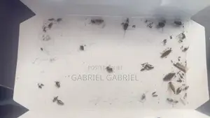 Cockroach Trap