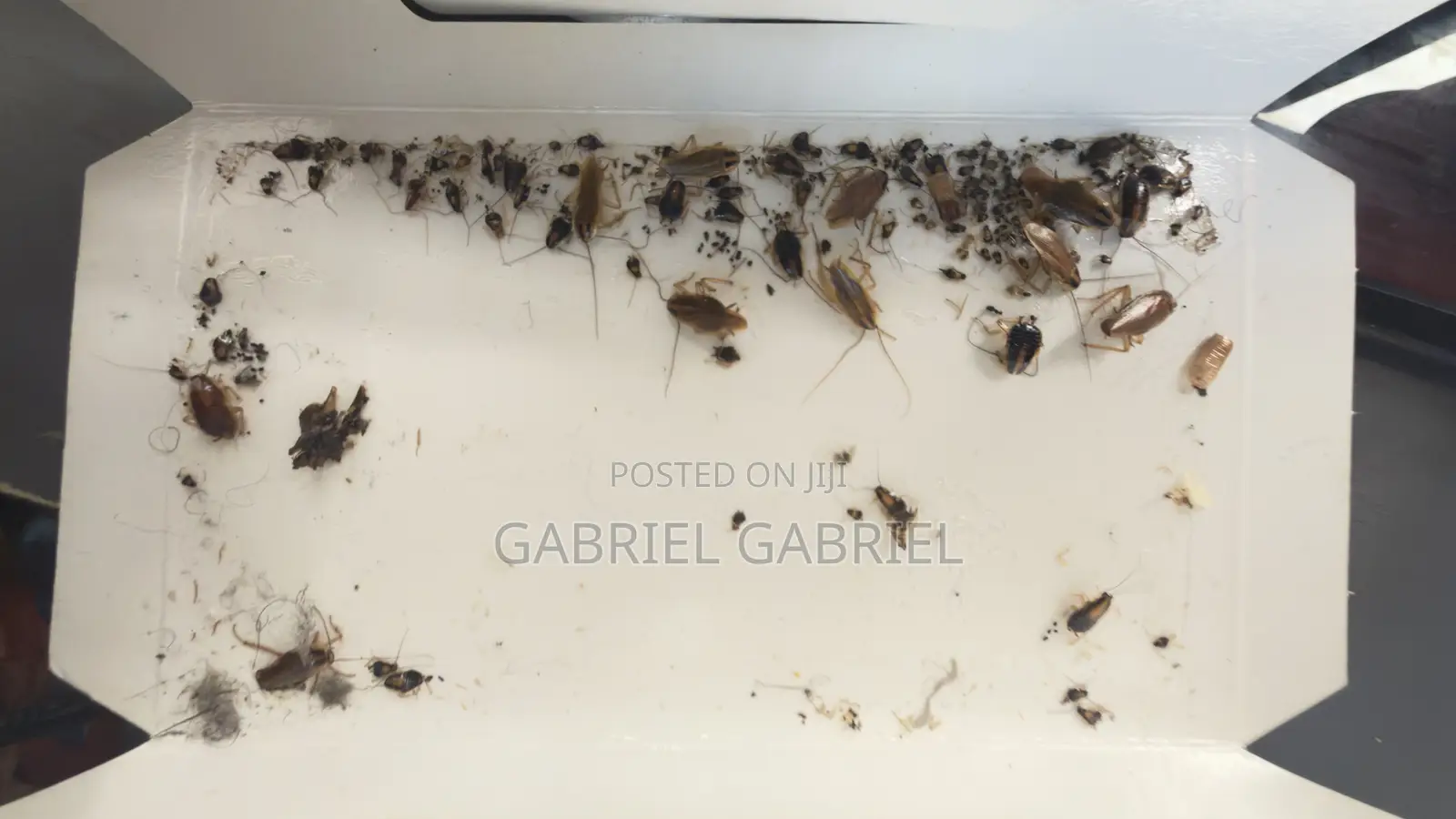 Cockroach Trap
