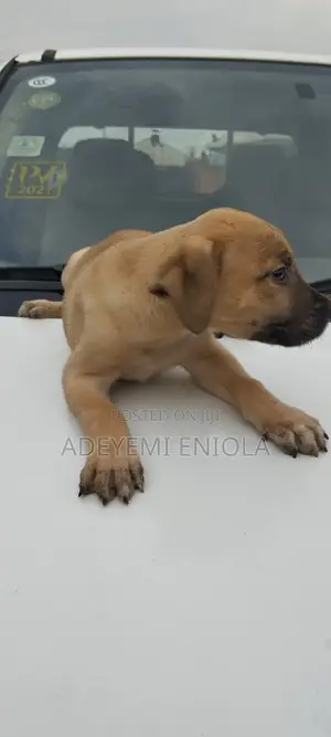 1-3 months Male Purebred Boerboel