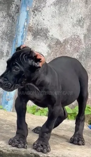1-3 months Female Purebred Cane Corso