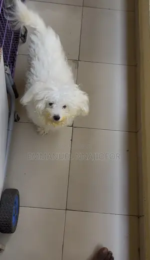6-12 months Male Purebred Lhasa Apso