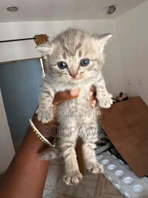 0-1 month Female Purebred British Shorthair