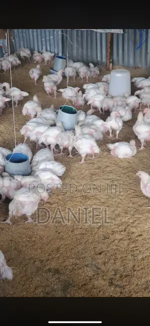 Oad Agric Consult