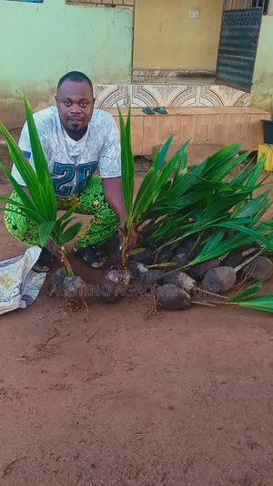Malaysia Dwarf Coconut Seedlings Available