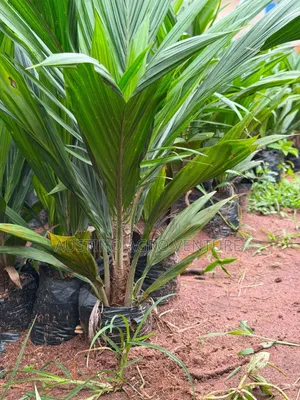 Malaysia Supergen Palm Seedlings (Special) Available