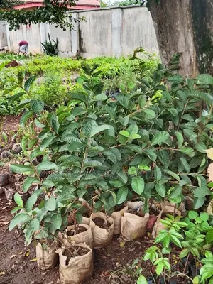 Hybrid Giant Guava Seedlings Available