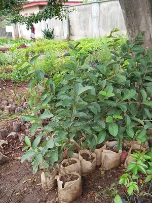 Hybrid Giant Guava Seedlings Available