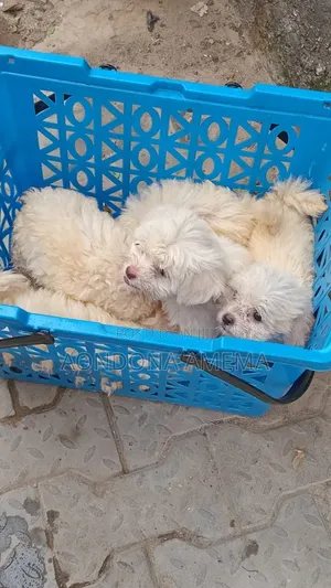 1-3 months Female Purebred Lhasa Apso