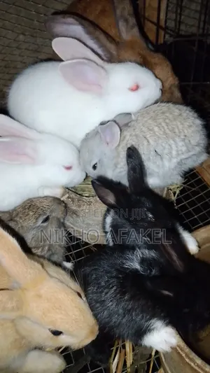 Rabbit Weaners