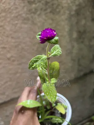Abuja Home Garden