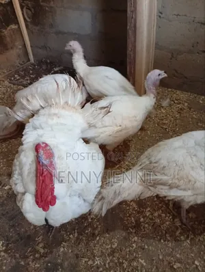 Importede Turkeys