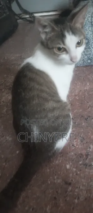6-12 months Female Mixed Breed Cat