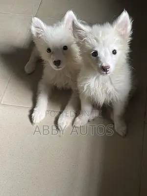 1-3 months Male Purebred American Eskimo
