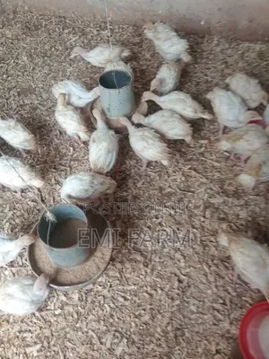 4weeks Imported Turkey