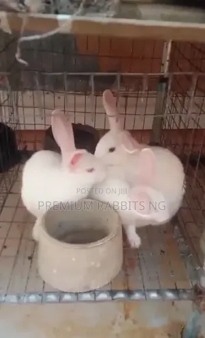 Rabbits for Sale