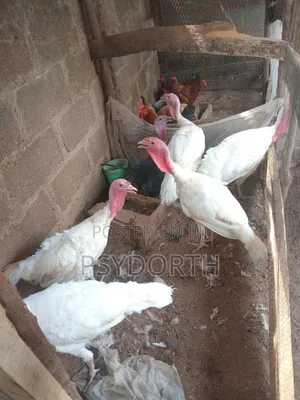 Mature Male and Female Turkey