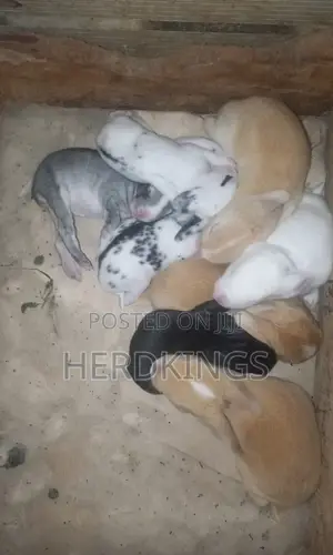 Rabbit Sales