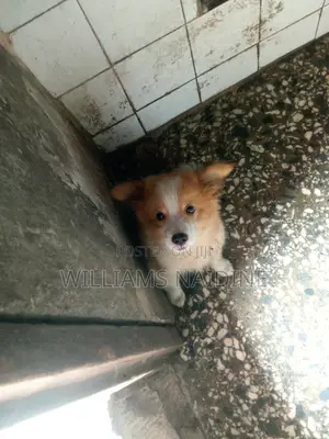 1-3 months Female Purebred American Eskimo