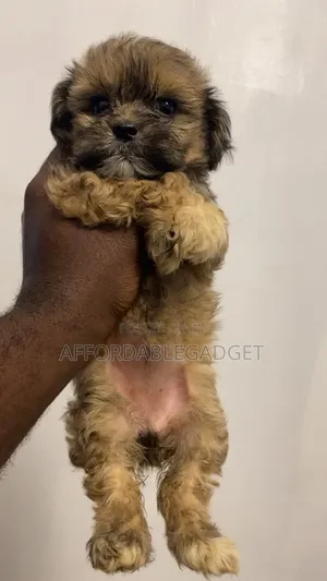 1-3 months Female Purebred Lhasa Apso