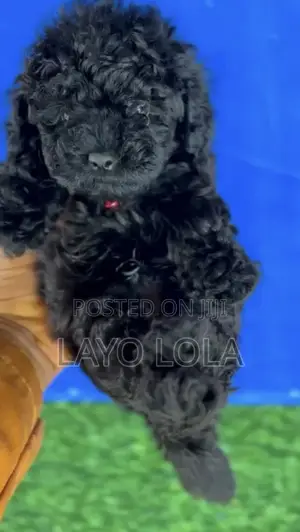 1-3 months Male Mixed Breed Poodle